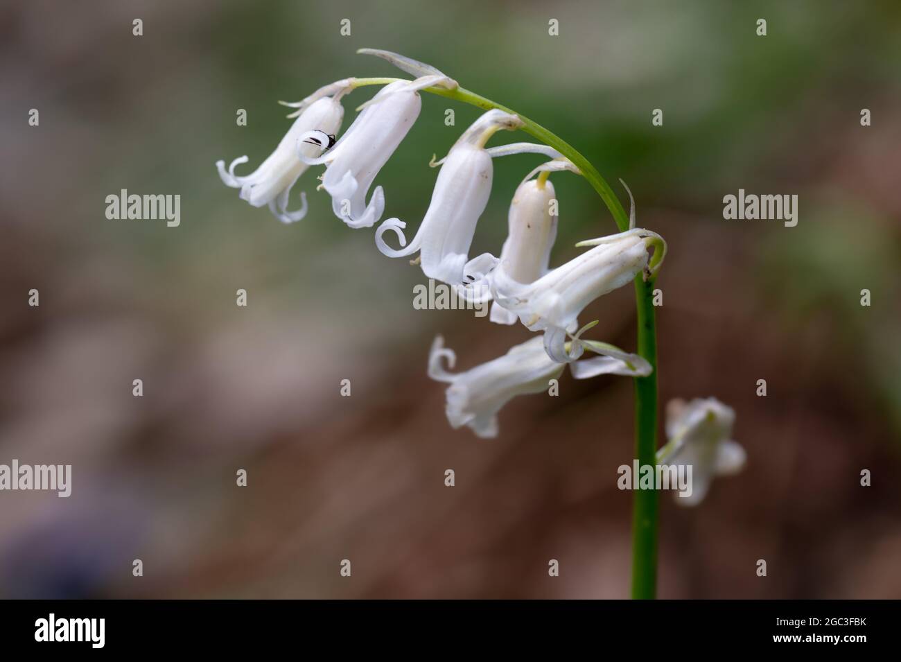 Whitebells Stockfoto