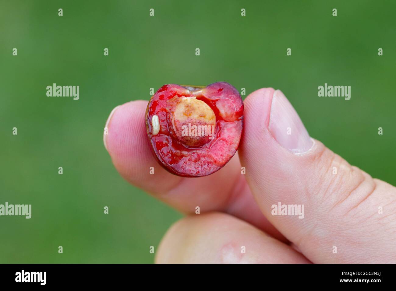 Rhagoletis cerasi ist eine Art von Tephritiden-Fruchtfliege, die unter dem gemeinsamen Namen Kirsche Fruchtfliege bekannt ist. Es ist ein großer Schädling von Kirschgarten in Europa. Stockfoto