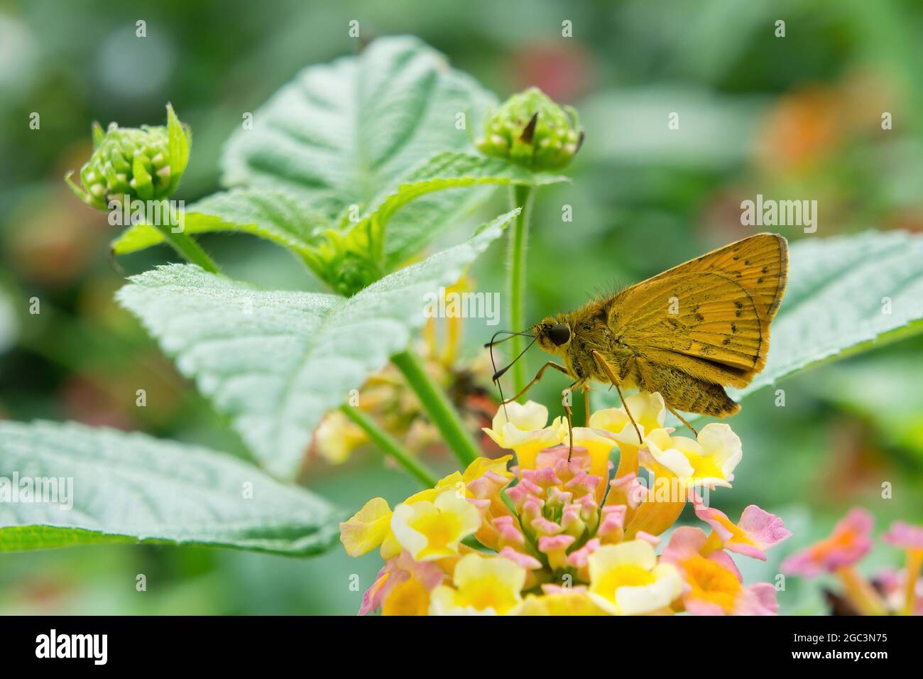 Nahaufnahme eines Potanthus-omaha-Schmetterlings in Taiwan Stockfoto