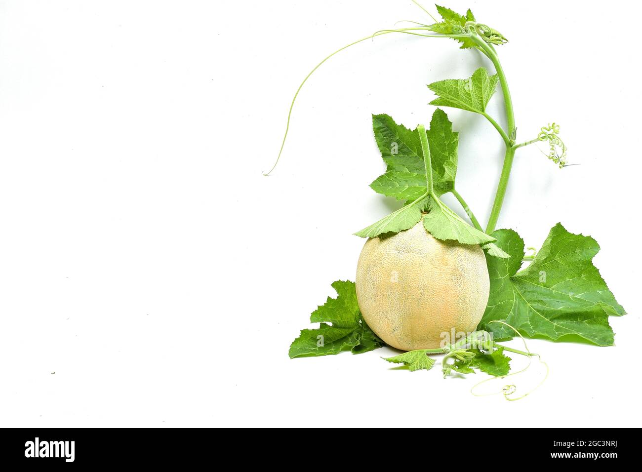 Galia-melone ganze und halbe Stück Zusammensetzung auf weißem Hintergrund Stockfoto