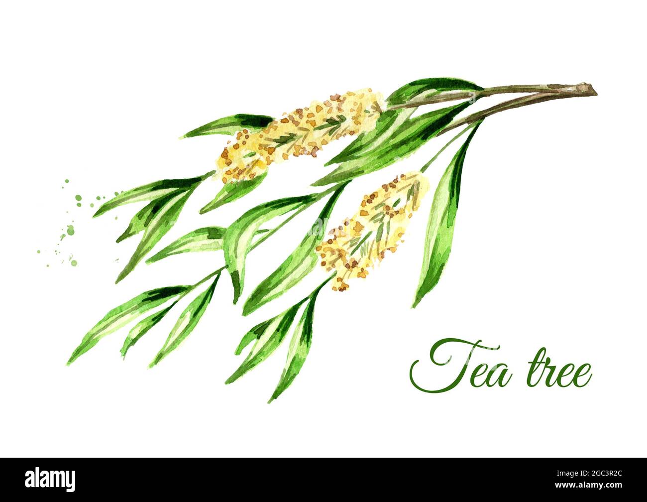 Teebaum. Kosmetik und medizinische Pflanze. Aquarell handgezeichnete Illustration, isoliert auf weißem Hintergrund Stockfoto