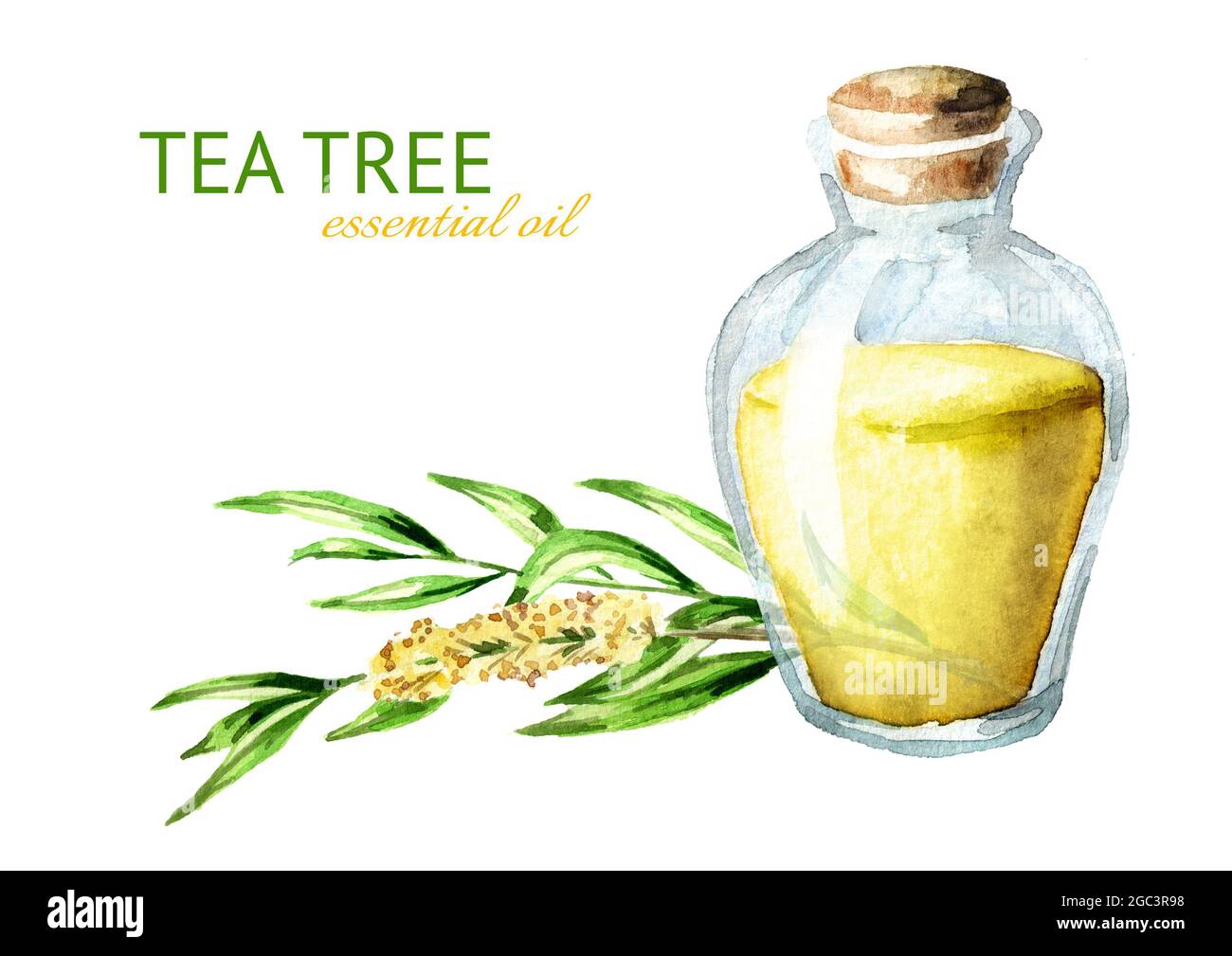 Teebaumöl. Heilpflanzen und Kosmetika. Aquarell handgezeichnete Illustration, isoliert auf weißem Hintergrund Stockfoto