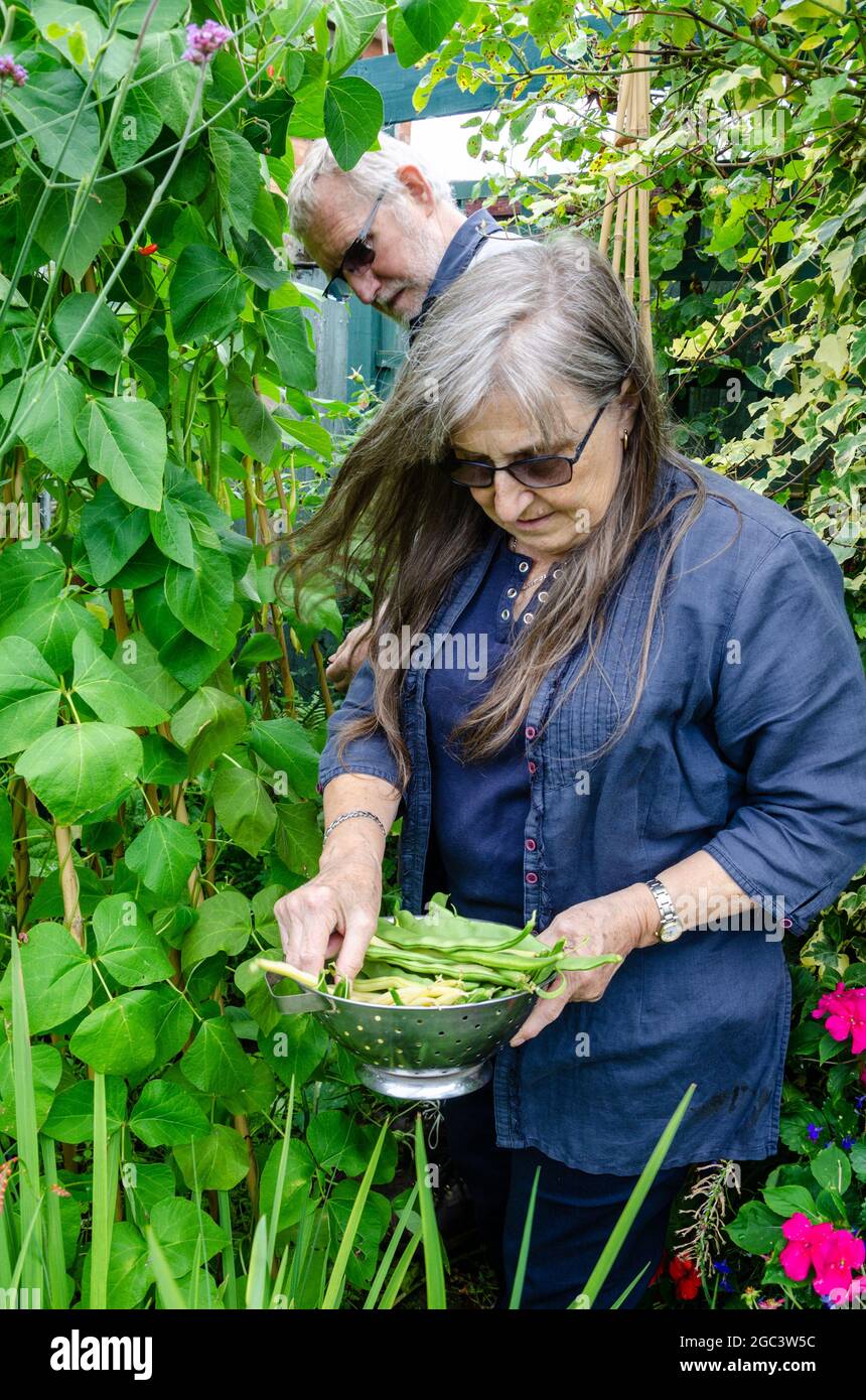 Ein pensionierter Mann und eine Frau pflücken selbstgewachsene Läuferbohnen, die in ihrem Garten wachsen und zur Ernte bereit sind, Stockfoto