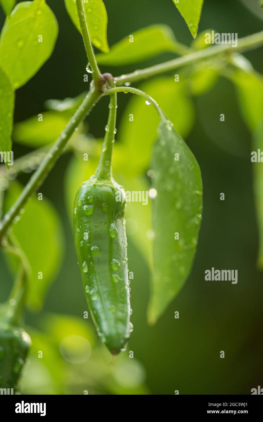 Green Chili Plant-, Capsicum- Nahaufnahme Stockfoto