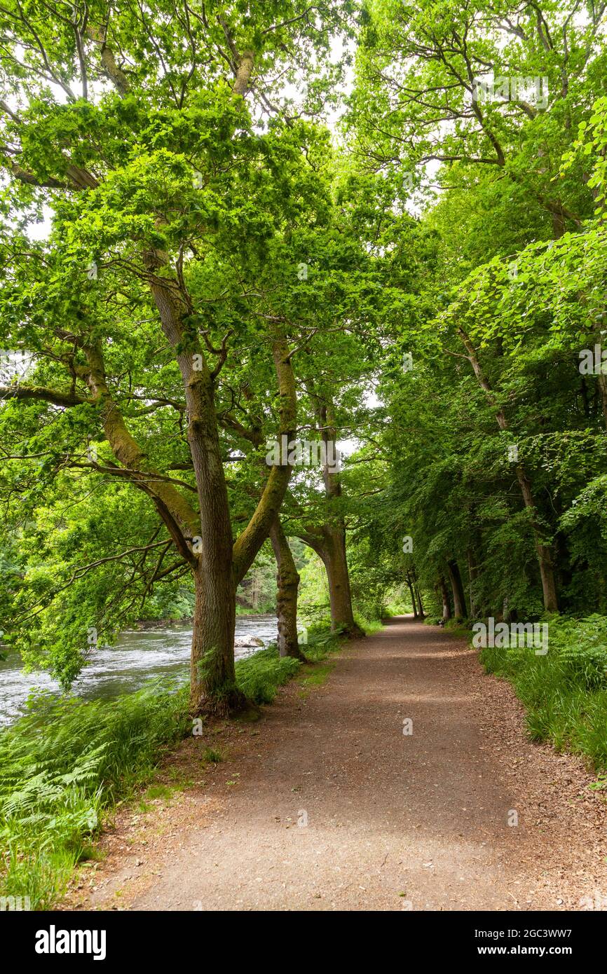 Lady Mary's Walk entlang des River Earn, in der Nähe von Crieff, Perthshire, Schottland. Stockfoto