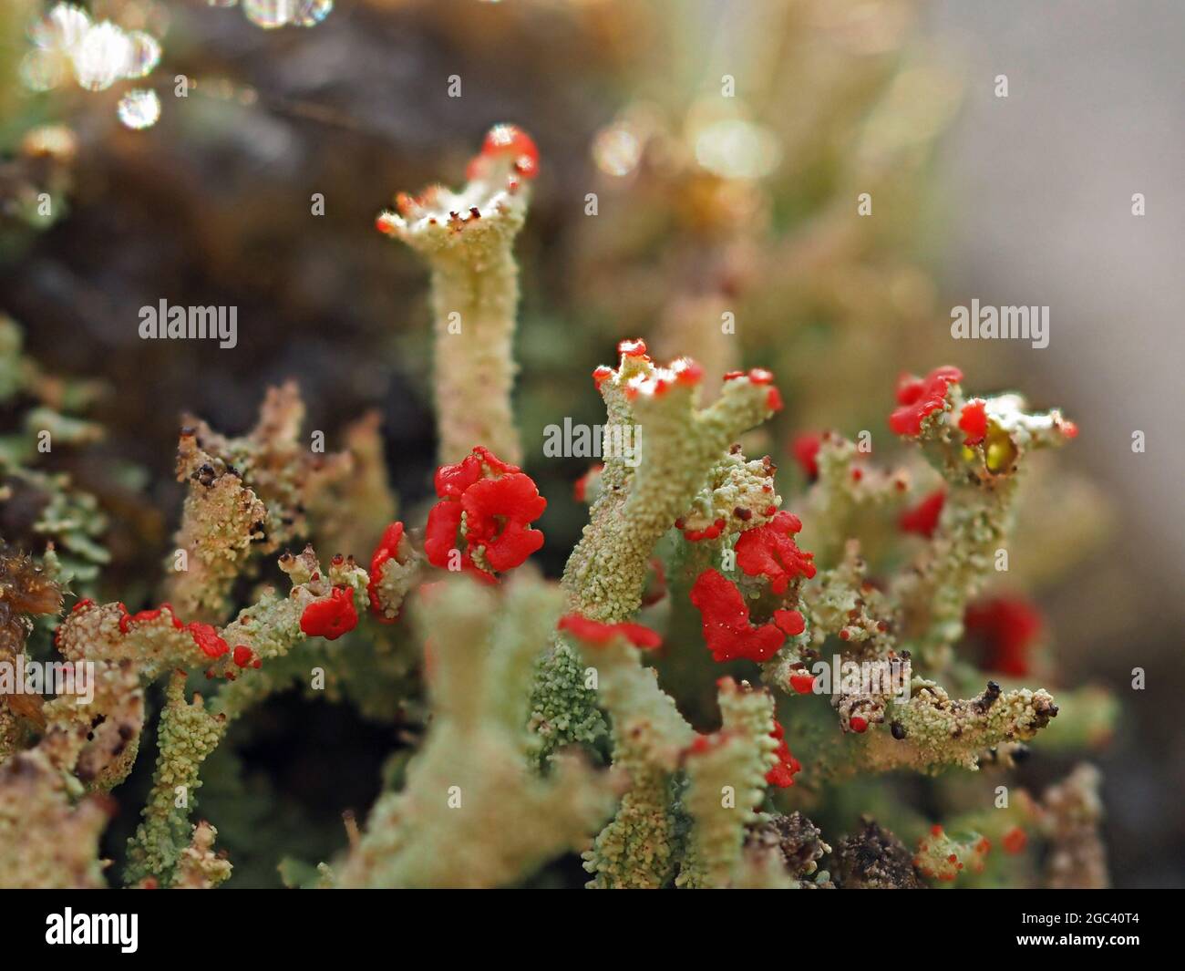 Tiny World - rote Fruchtkörper von Cladonia cristatella - britische Soldaten Flechten auf grauen Rüschenstielen in Cumbria England Stockfoto