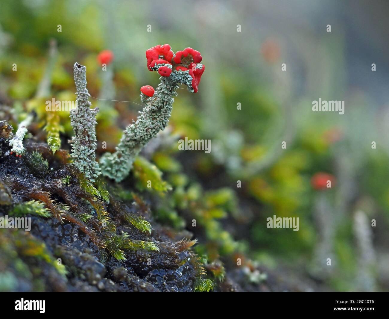 Tiny World - fantastische rote Fruchtkörper von Cladonia cristatella - britische Soldaten Flechten auf grauen Rüschenstielen mit kleinen Stielen aus grünem Moos Stockfoto