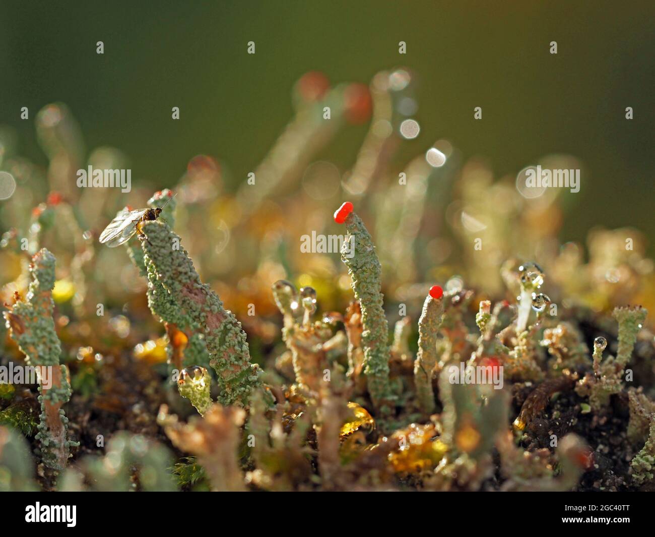 Tiny World - Cladonia cristatella - britische Soldaten Flechten mit roten Fruchtkappen auf grün grauen Stielen in Cumbria England Stockfoto