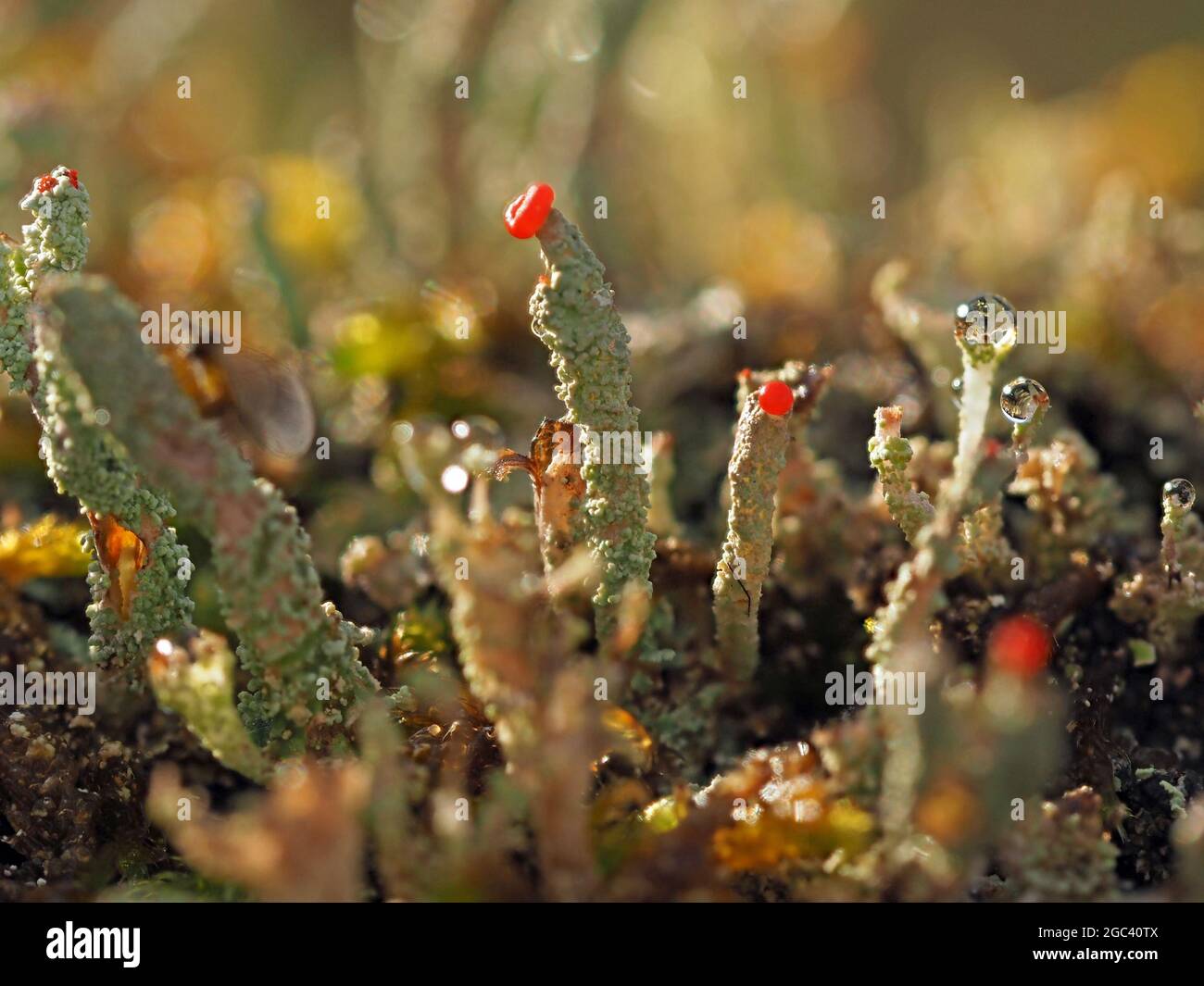 Tiny World - Cladonia cristatella - britische Soldaten Flechten mit roten Fruchtkappen auf grün grauen Stielen in Cumbria England Stockfoto