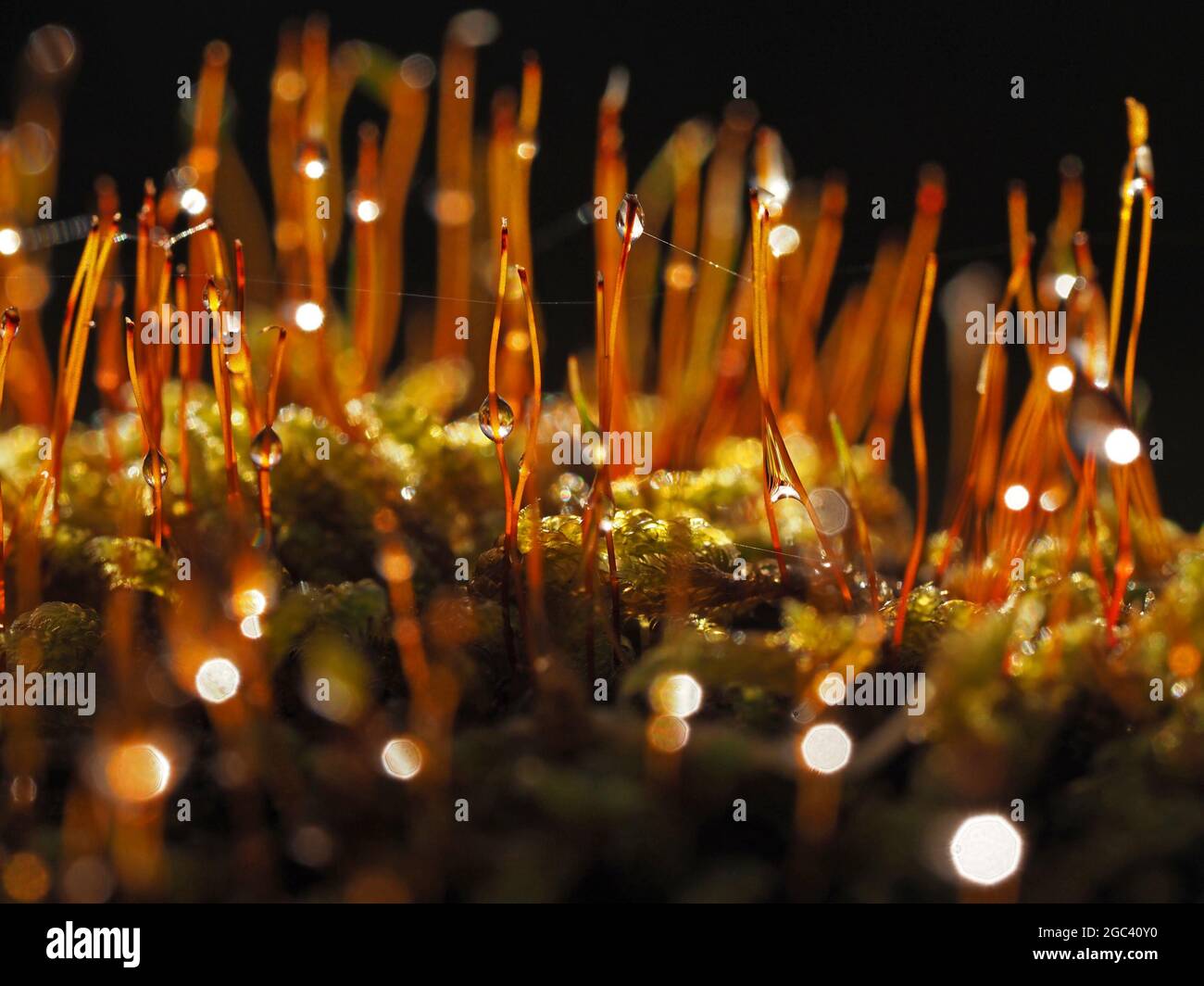 Magie des Moos - Makro - fantastisches kreatives Bild der winzigen Welt des Moos mit natürlicher Hintergrundbeleuchtung auf Regentropfen auf Sporenkappen in Cumbria England Stockfoto