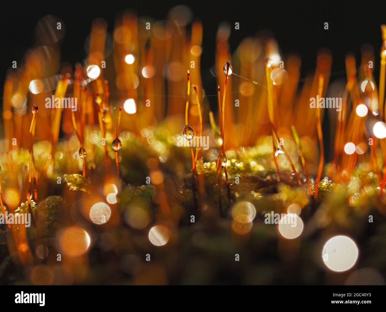 Magie des Moos - Makro - fantastisches kreatives Bild der winzigen Welt des Moos mit natürlicher Hintergrundbeleuchtung auf Regentropfen auf Sporenkappen in Cumbria England Stockfoto