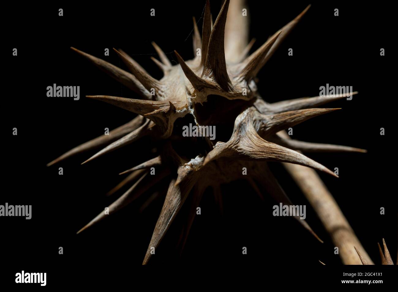 Makro der Datura Stramonium-Samenschote Stockfoto