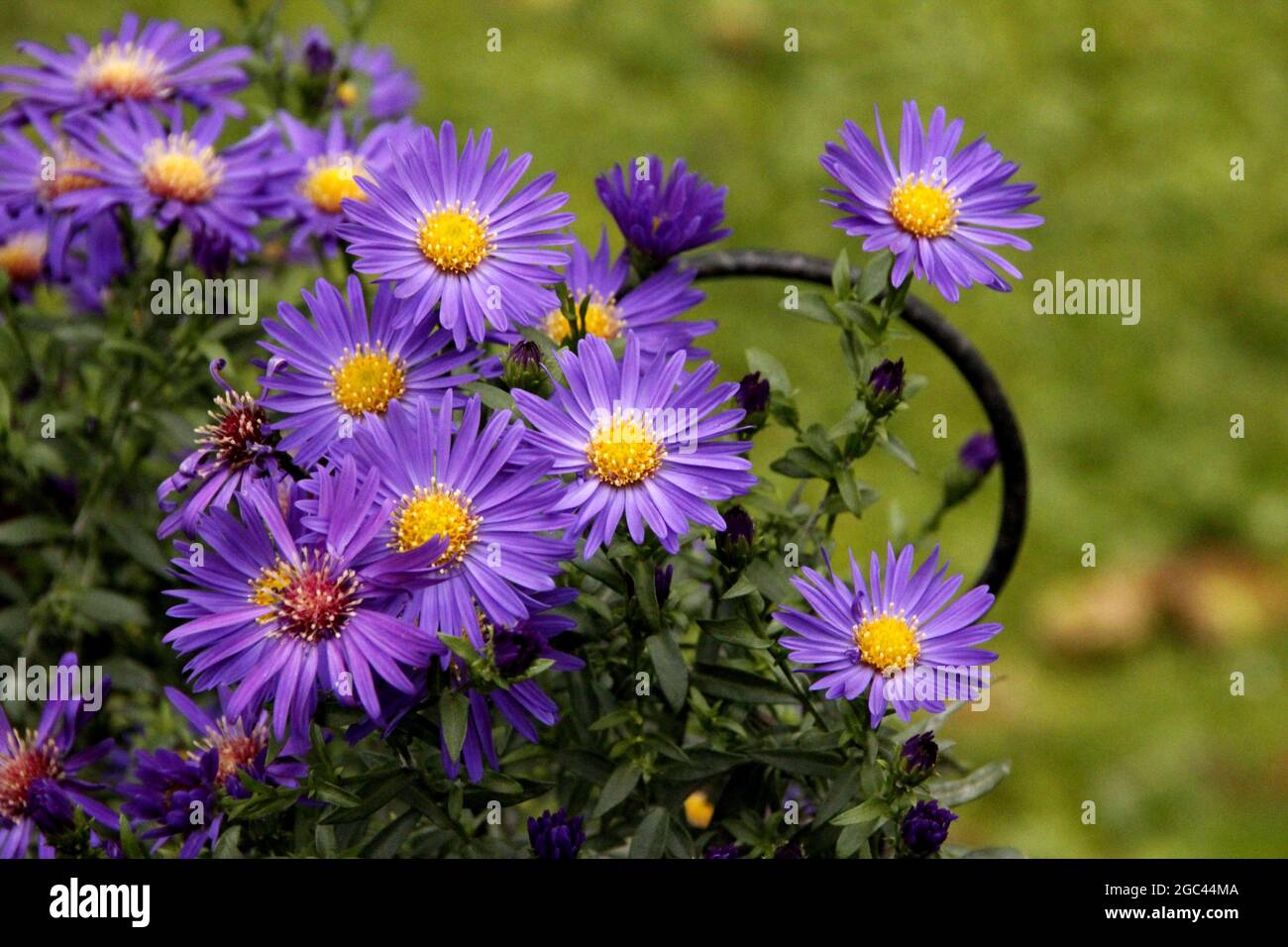 Aster dumosus hybids strecken ihre violett-blauen Blüten zum Licht hin Stockfoto