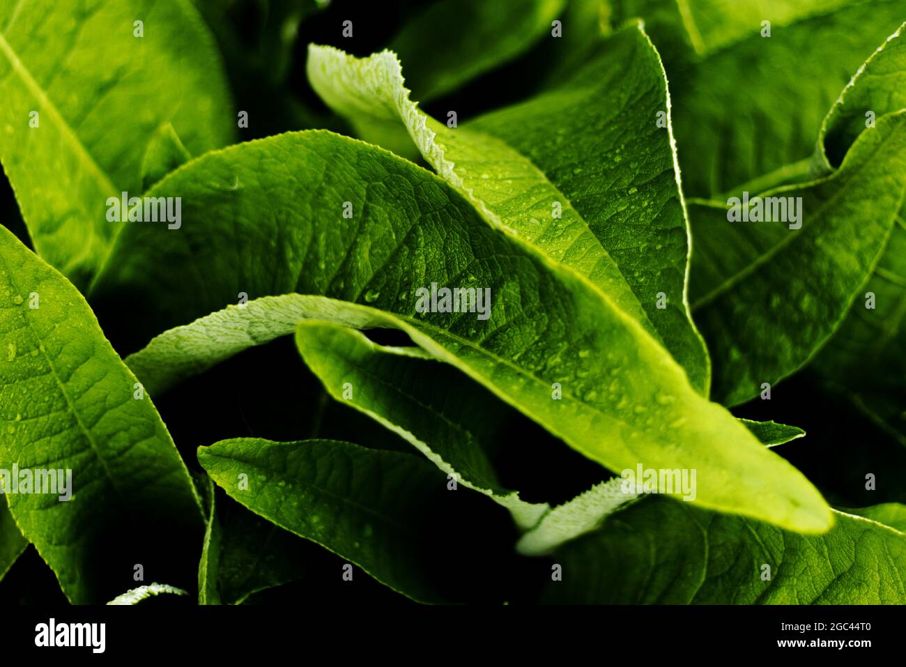 Grüne Blätter von Inula Helenium - Elektampane - Nahaufnahme Stockfoto