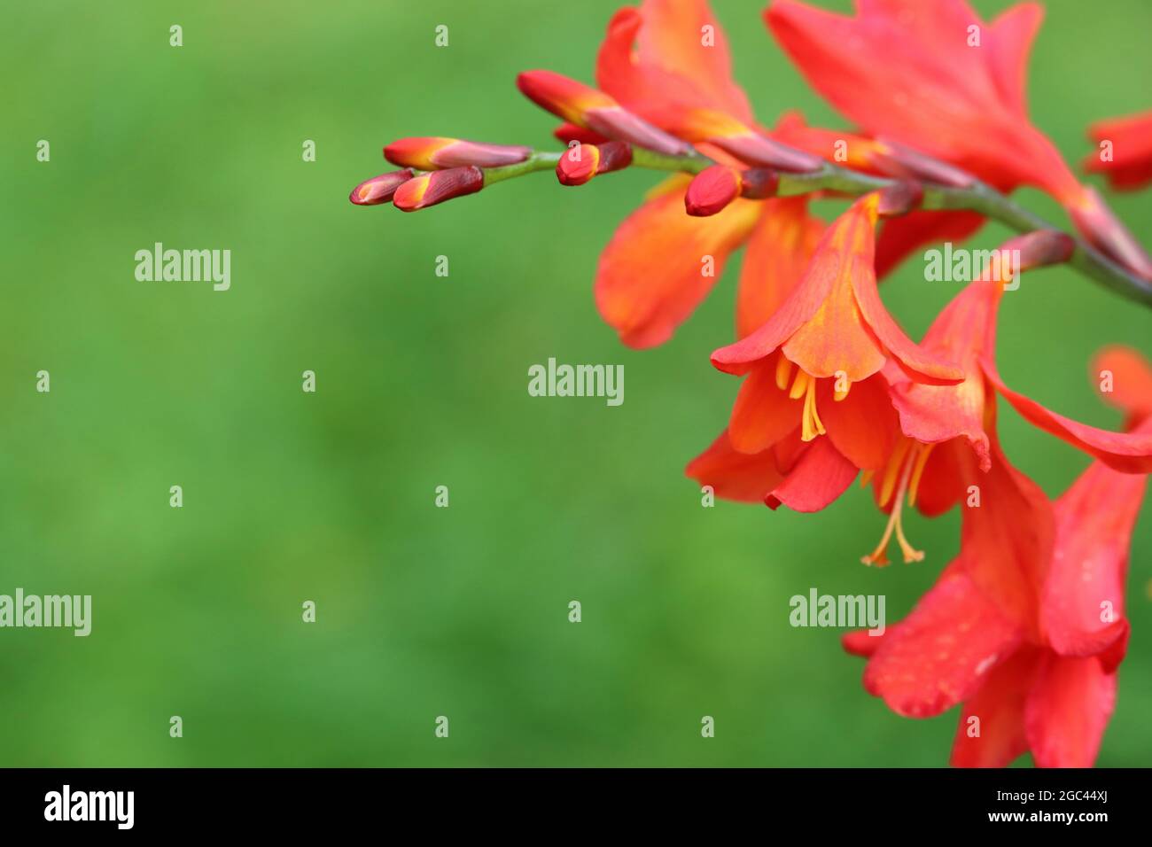 Nahaufnahme einer Montbretien-Blüten vor grünem Hintergrund mit Kopierbereich Nahaufnahme einer Montbretien-Blume vor grünem Hintergrund mit Copyspace Stockfoto