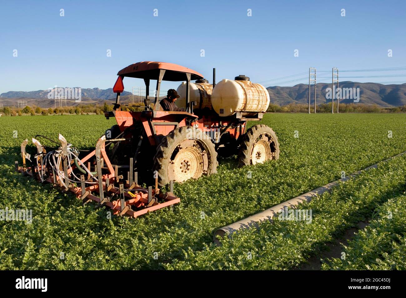 Ein Landwirt, der ein Sellerie-Feld in Kalifornien düngt Stockfoto