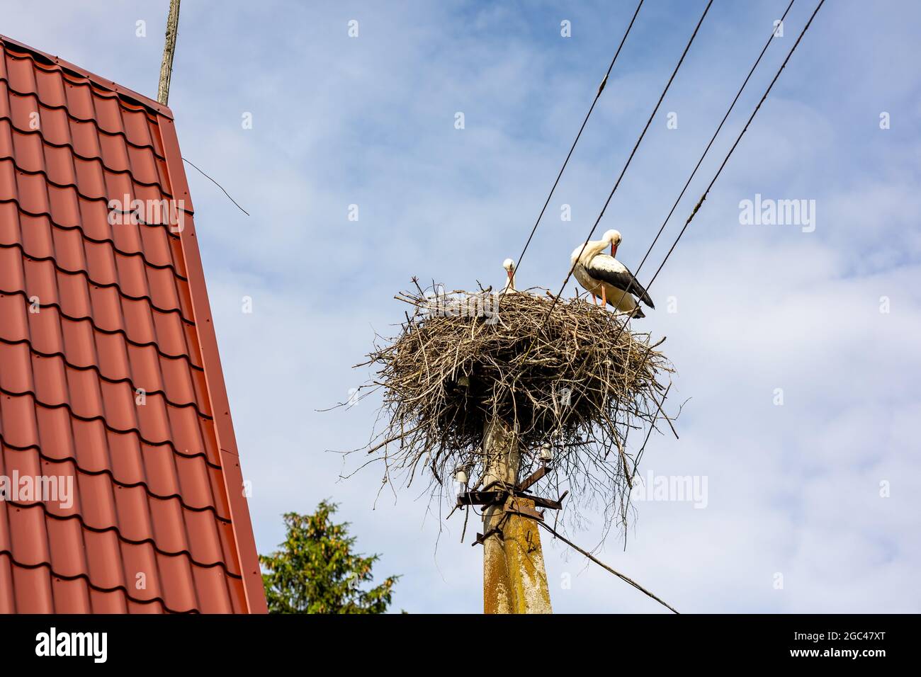 Storch nisten auf einem Strommast auf dem blauen Himmel Hintergrund Stockfoto