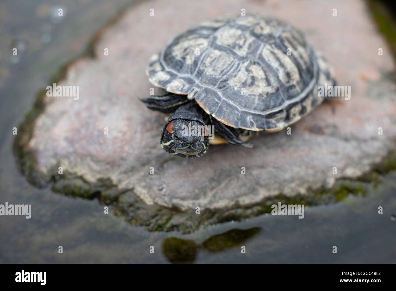 Eine Schildkröte sitzt auf einem Platz im Park. Die Schildkröte kletterte aus dem Wasser auf einen Kieselstein. Das Reptil ruht in der Schale. Stockfoto
