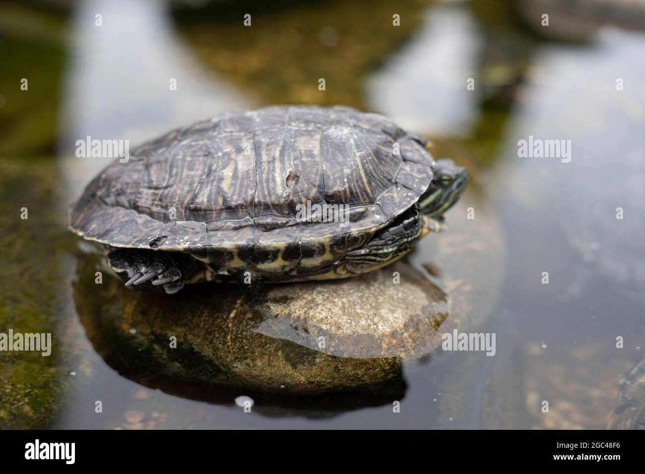 Eine Schildkröte sitzt auf einem Platz im Park. Die Schildkröte kletterte aus dem Wasser auf einen Kieselstein. Das Reptil ruht in der Schale. Stockfoto