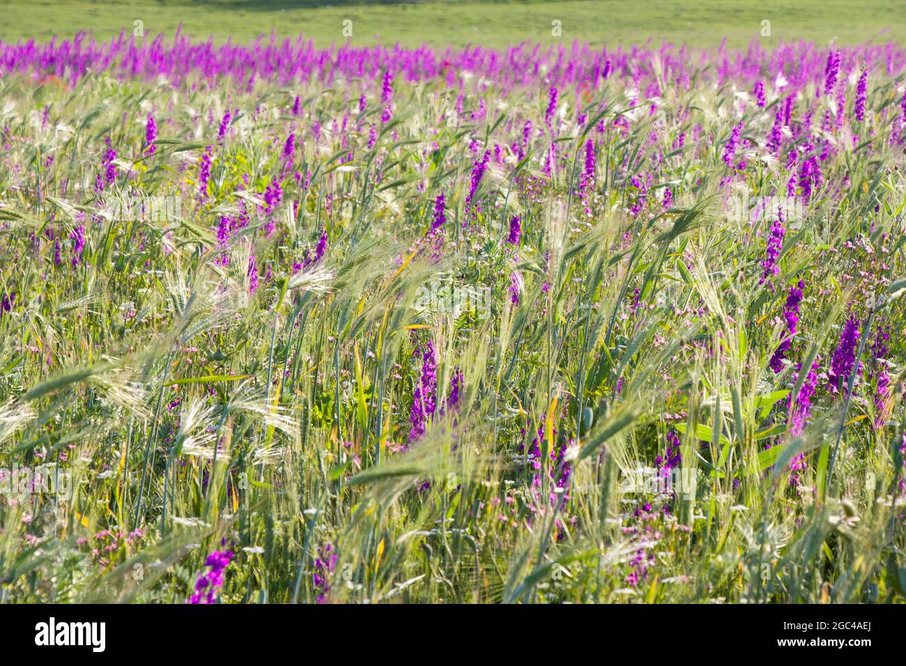 Nahaufnahme von schönen violetten Blumen auf dem Feld Stockfoto
