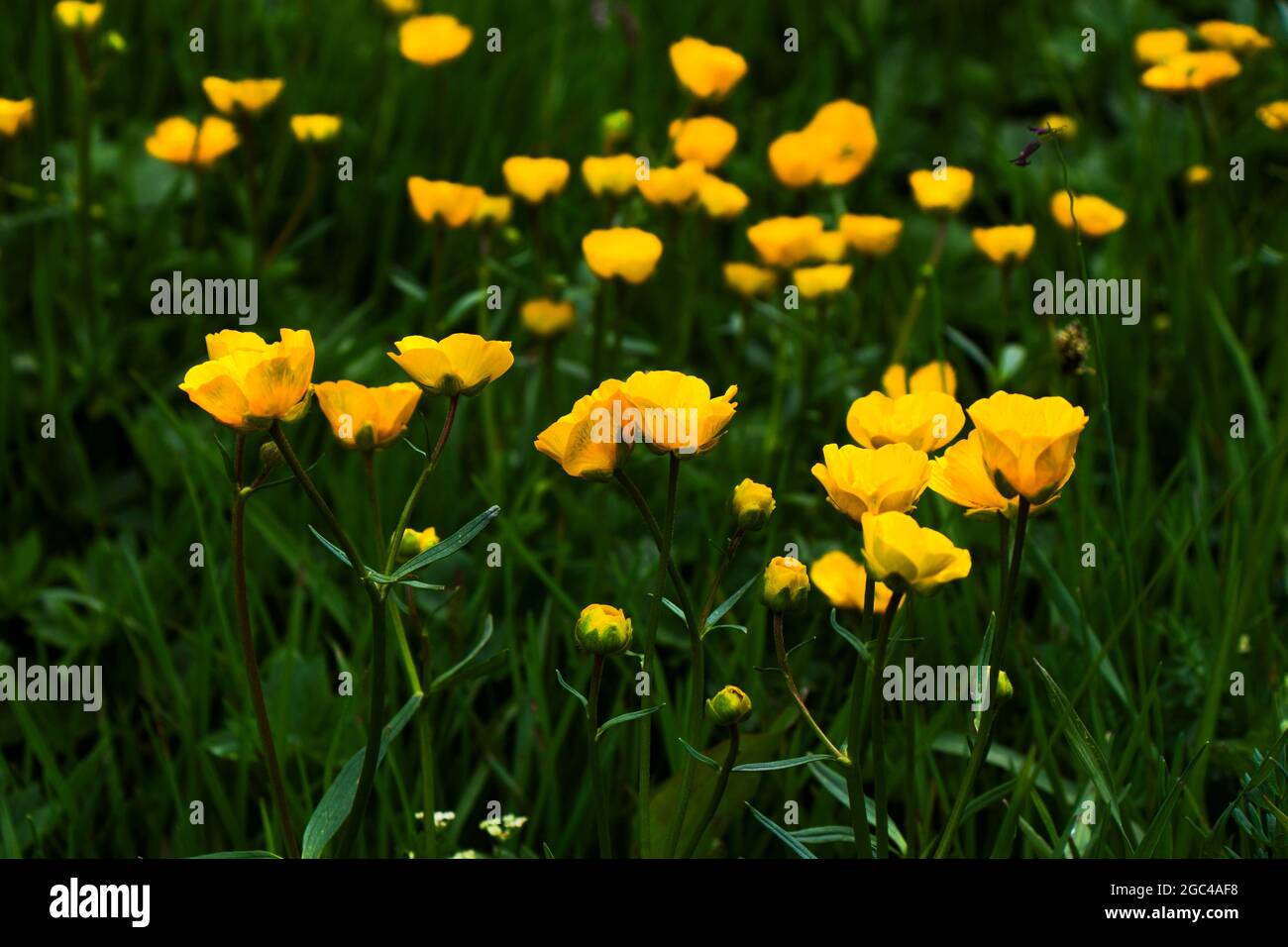 Schöne Aussicht auf kleine gelbe Blumen, die auf dem Feld blühen Stockfoto