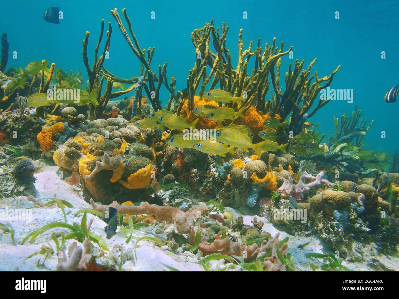 Tropische Fische auf einem farbenfrohen Korallenriff mit Meeresschwämmen unter dem Karibischen Meer, Mexiko Stockfoto