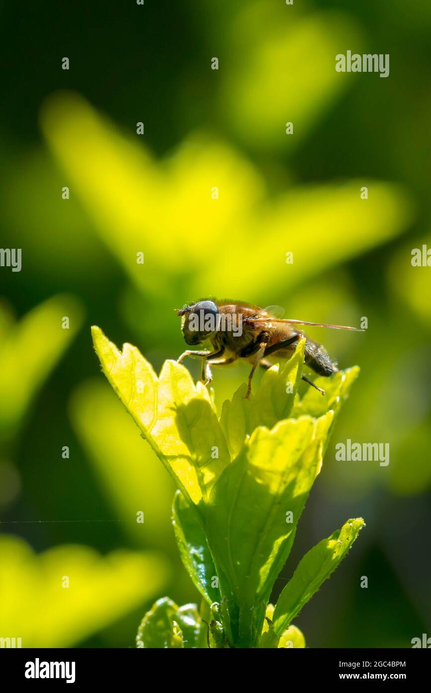 Eristalis pertinax Schwebfliege Insekt Nahaufnahme. Stockfoto