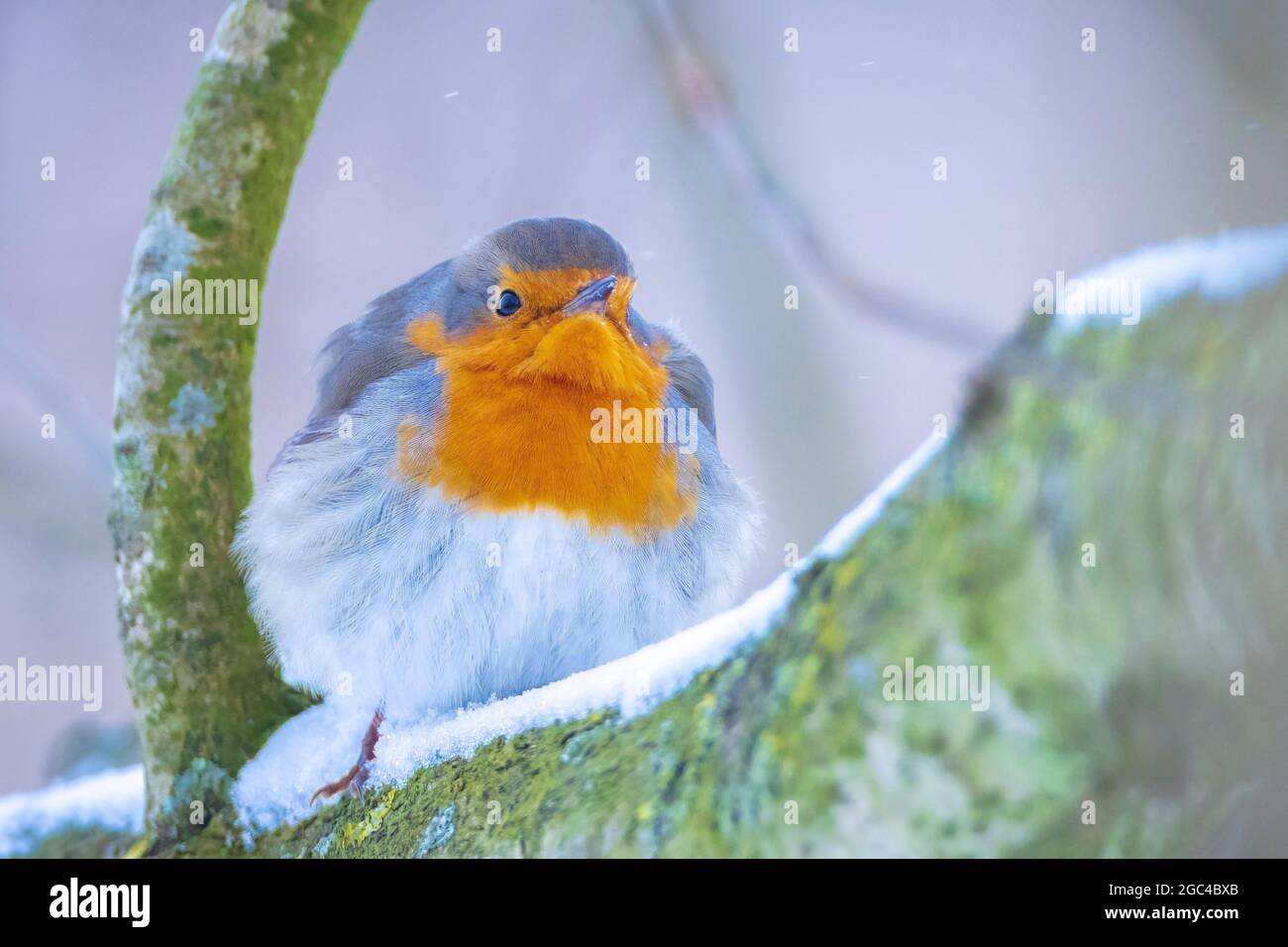 Europäischer Rotkehlchen Erithacus rubecula Futter im Schnee, schöne kalte Winter Einstellung Stockfoto