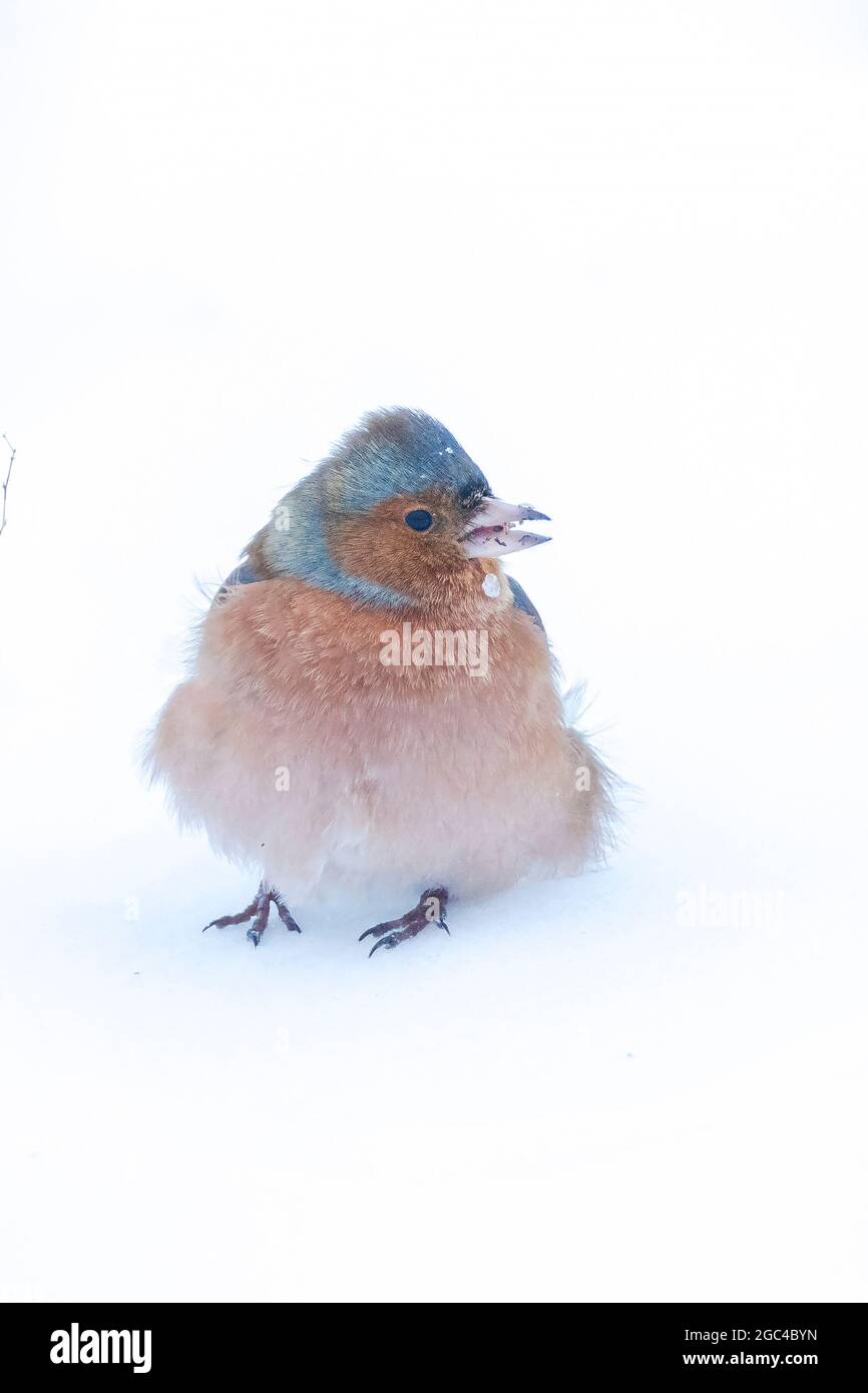 Nahaufnahme eines männlichen Buchfinkens, Fringilla coelebs, im Schnee Futter, schöne kalte Winterumgebung Stockfoto