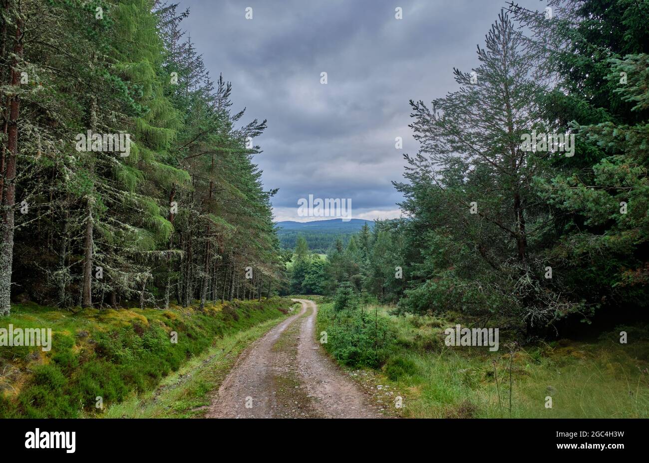 Speyside Way Fußweg durch Tom an Uird Wood, Cromdale, in der Nähe von Grantown-on-Spey, Speyside, Schottland Stockfoto