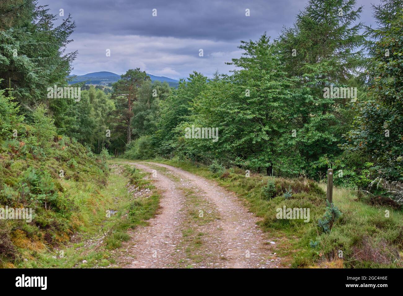 Speyside Way Fußweg durch Tom an Uird Wood, Cromdale, in der Nähe von Grantown-on-Spey, Speyside, Schottland Stockfoto