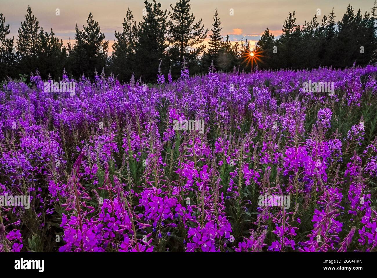 Fireweed Flowers, Wells Gray Provincial Park, British Columbia, Kanada Stockfoto