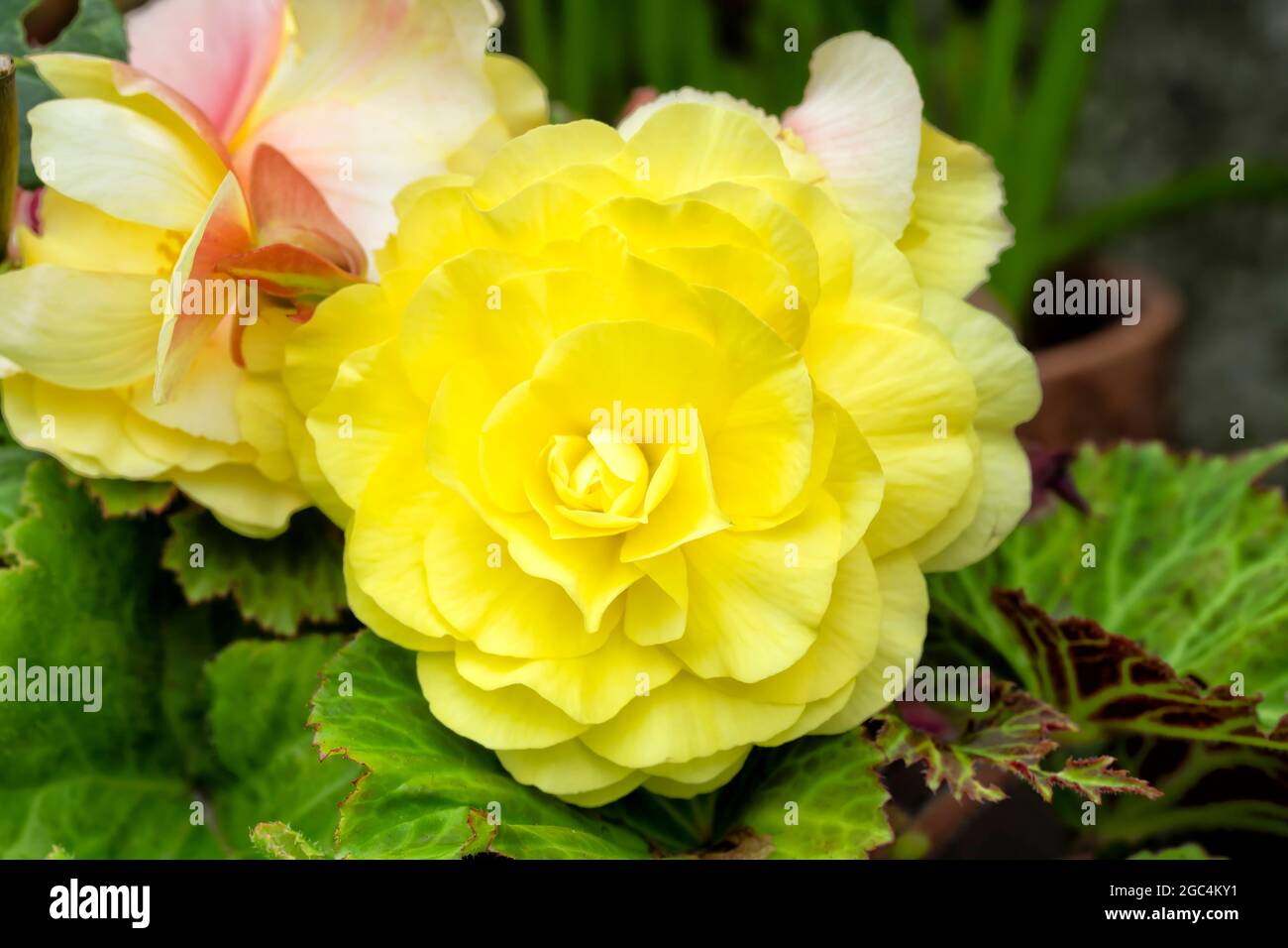 Makrodetail der Blume einer gelben Begonie Stockfoto