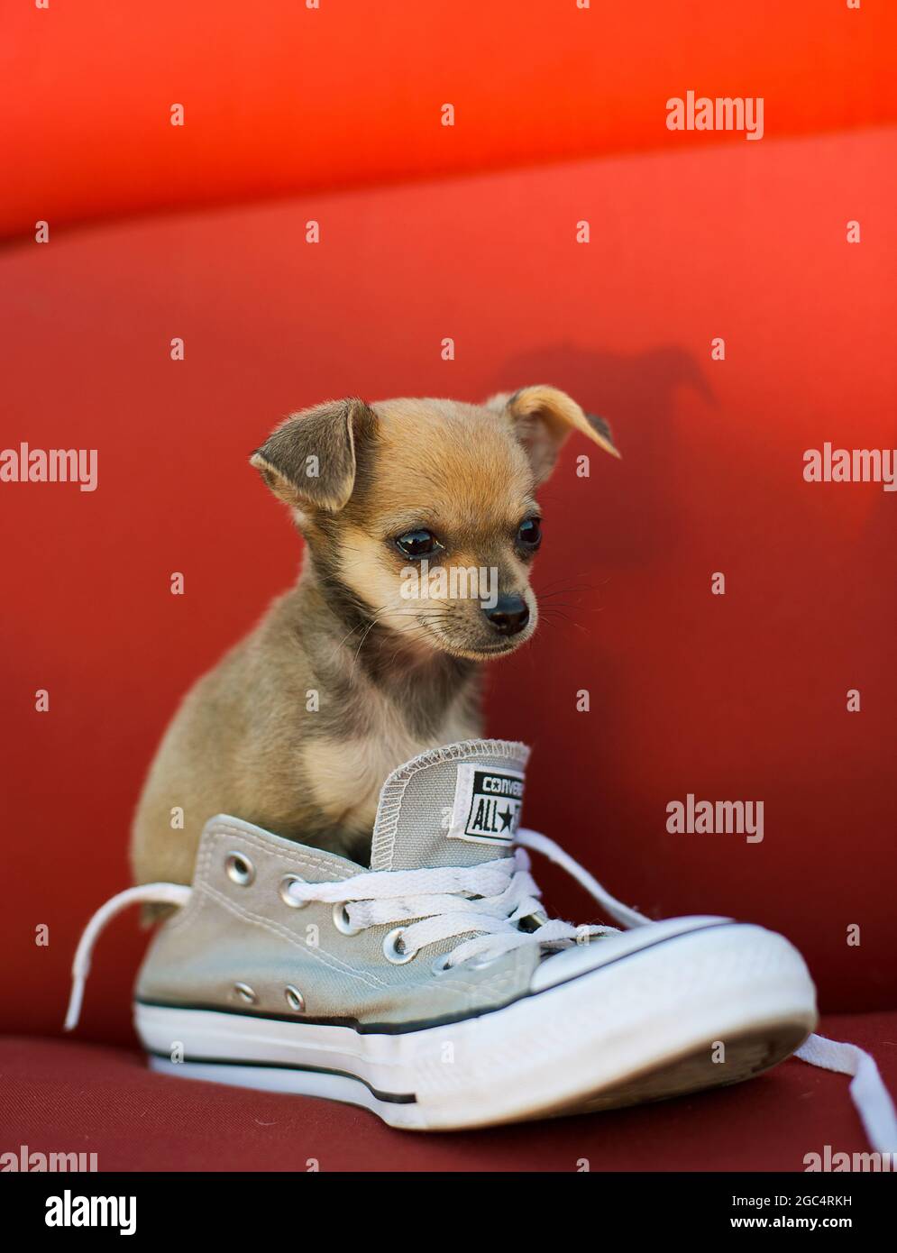 Teetacup Hund in einem Schuh Stockfoto