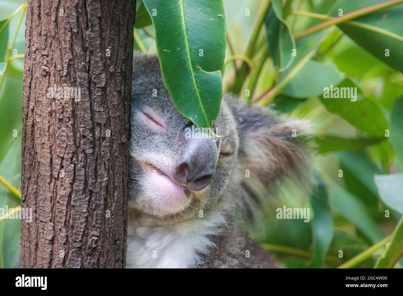 Koala lehnt sich an einen schlafenden Baum, während ein Eukalyptusblatt gegen sein Gesicht sitzt. Stockfoto