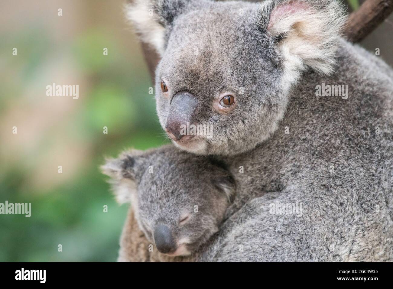 Mutter Koala schaut in das Kameraobjektiv, während ihr Baby in ihren Armen schläft Stockfoto