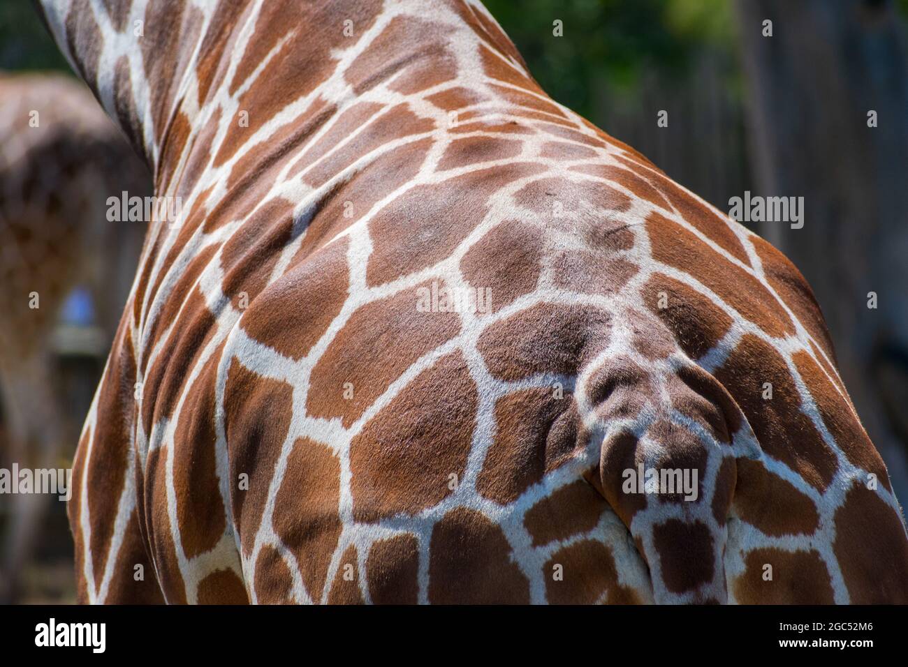 Rückansicht einer Netzgiraffe. Schöne pigmentierte Haut. Nahaufnahme Stockfoto