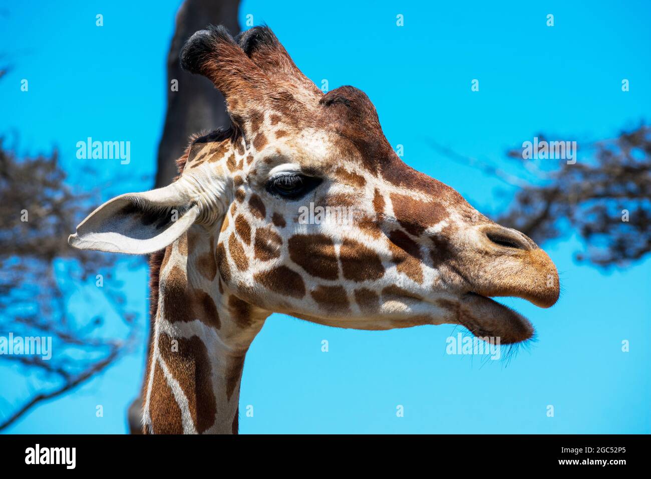 Porträt des Giraffenkopfs. Öffnen Sie den Mund. Seitenansicht. Verschwommene grüne Bäume und blauer Himmel Hintergrund. Stockfoto