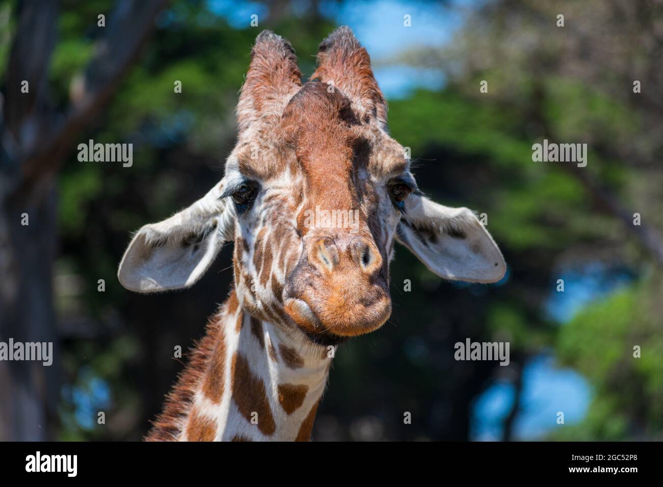 Porträt des Giraffenkopfs. Sand und enttäuschte Giraffe blicken direkt auf die Kamera mit heruntergekommenen Ohren. Verschwommener grüner Hintergrund. Stockfoto