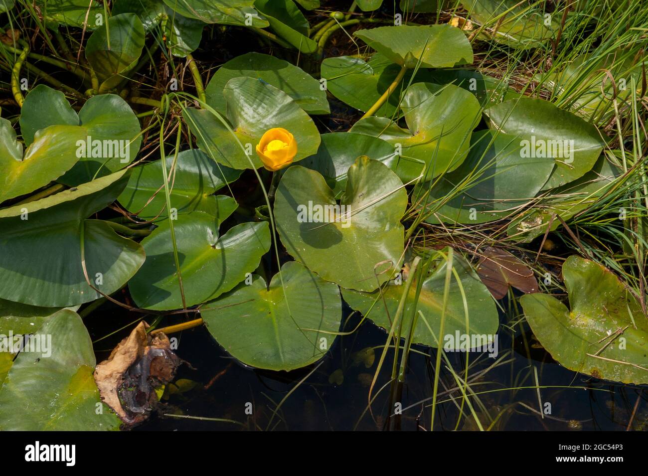 Yellow Pond Lily (Nuphar polysepala) bei Big Marsh in der Nähe von Crescent, Oregon Stockfoto