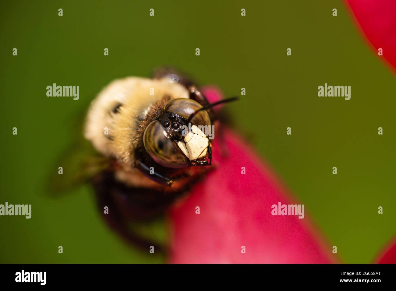 Östliche Holzbiene auf Rosenblüte Stockfoto