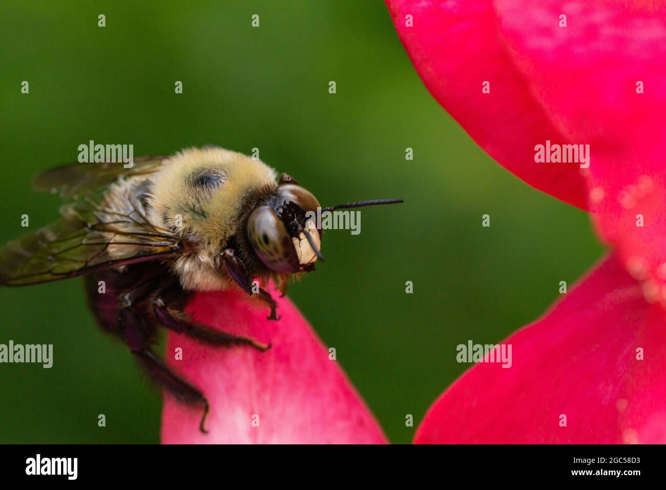 Östliche Holzbiene auf Rosenblüte Stockfoto