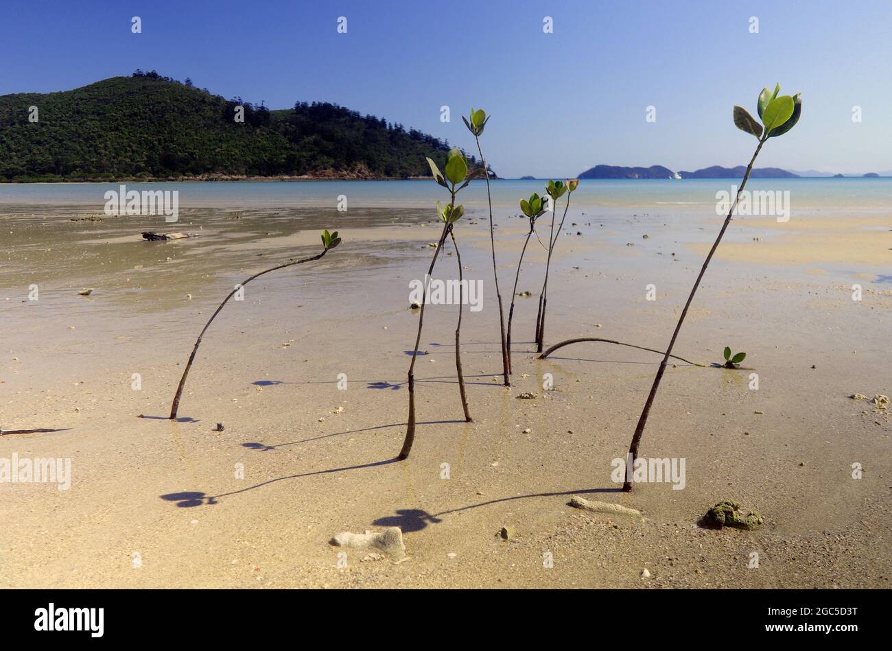 Mangrovenpflanzen (Rhizophora?) Die am Strand, Goldsmith Island, Smith Islands National Park, Whitsunday Islands Region, Queensl gegründet haben Stockfoto