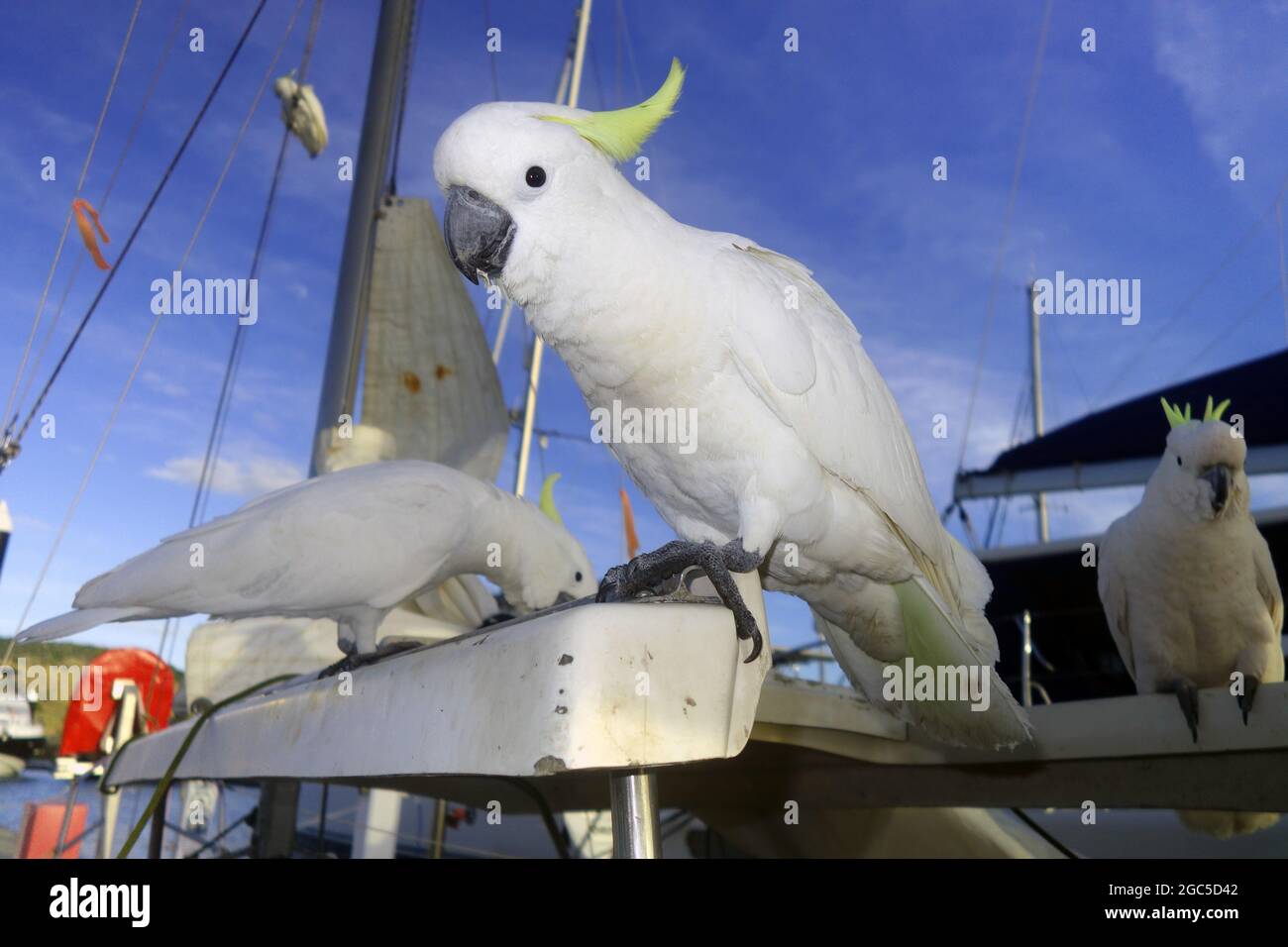 Kakadus auf der Yacht in Hamilton Island Marina, Whitsunday Islands, queensland, Australien. Keine PR Stockfoto