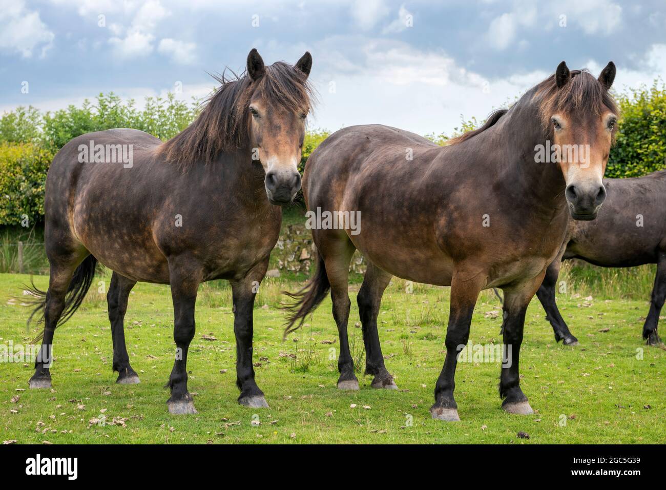 Das Exmoor Pony ist eine Rasse, die auf den Britischen Inseln beheimatet ist. Sie durchstreifen das Moorland von Exmoor in Devon und Somerset, Südwestengland, als Semi-Fer Stockfoto