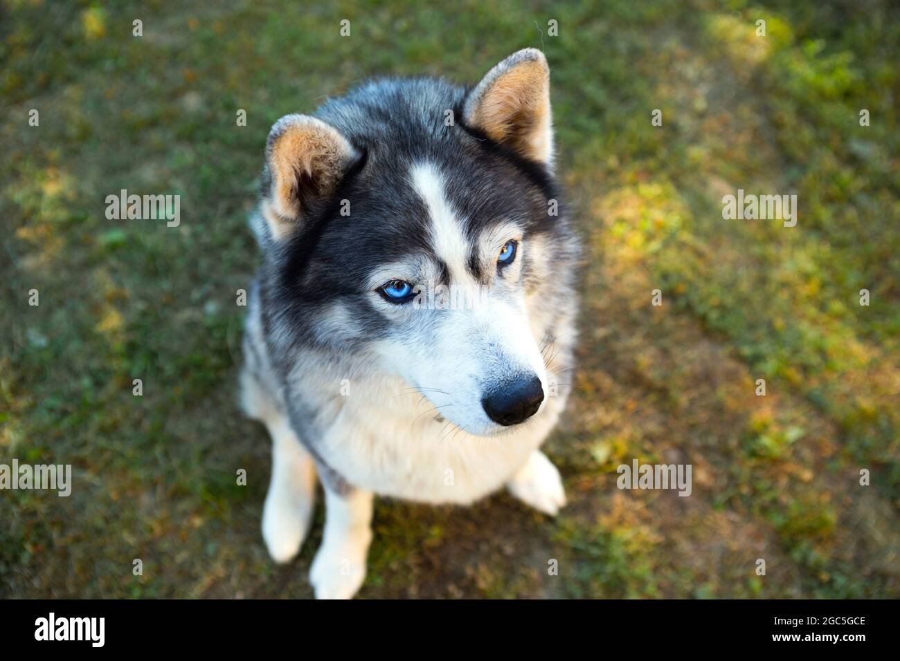 Husky Dog sitzt und schaut auf den Besitzer, führt den Sit-Befehl aus. Training ein Haustier auf dem Gras, Nahaufnahme, blaue eifrige Augen und ein Hund Nase, dickes Haustier Stockfoto