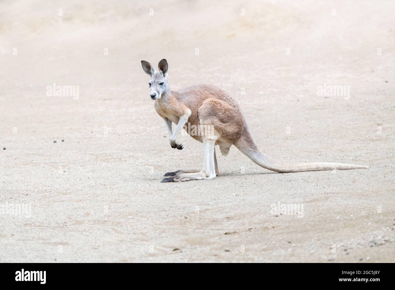 Rotes Känguru, das allein steht und sich in einer entlegenen leeren Ebene nach vorne freut Stockfoto