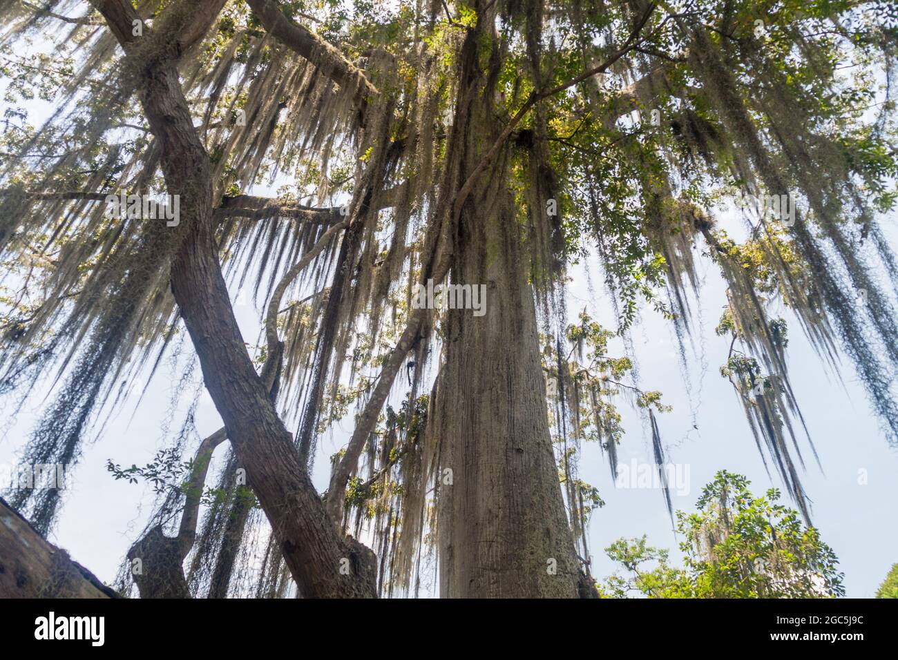 Bäume, die mit spanischem Moos bedeckt sind (Tillandsia usneoides), wurden auch Barba de Viejo (Alter Männerbart) im El Gallineral Park in San Gil, Kolumbien genannt Stockfoto