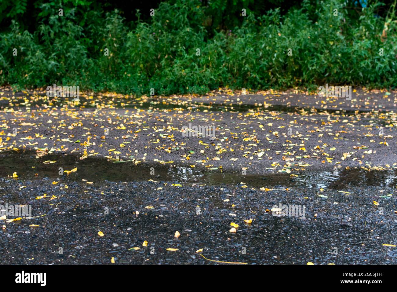 Kleine gelbe Herbstblätter bedecken den nassen Asphalt und Pfützen nach Regen. Die Blätter sind nach einem Herbstregen nass und hell auf dem Boden. Stockfoto