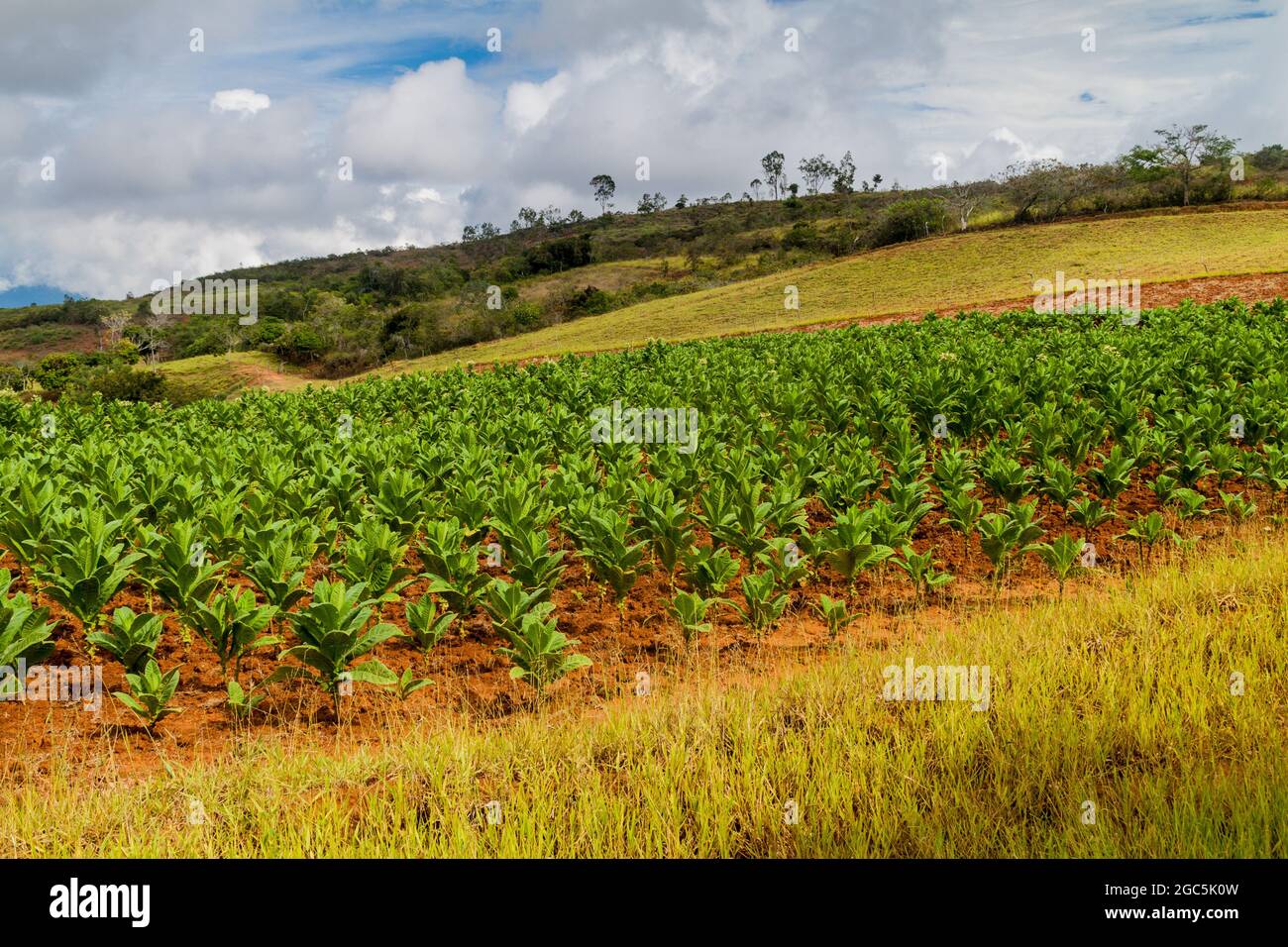 Tabakfarm im kolumbianischen Departement Santander Stockfoto